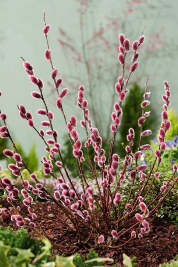 Верба тонкостовбурова Маунт Асо | Salix gracilistyla Mount Aso | Ива тонкоствольная Маун Асо 